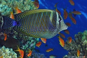 Zebrasoma desjardinii Chirurgien a voile-Safaga Tobia harba-3m-20171121-Denis-ADER-DSC_3385_tn